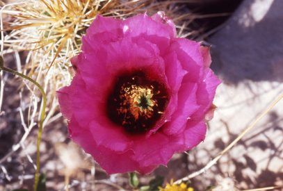 Grand Canyon Tonto Plateau spring cactus bloom