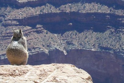 Grand Canyon squirrel